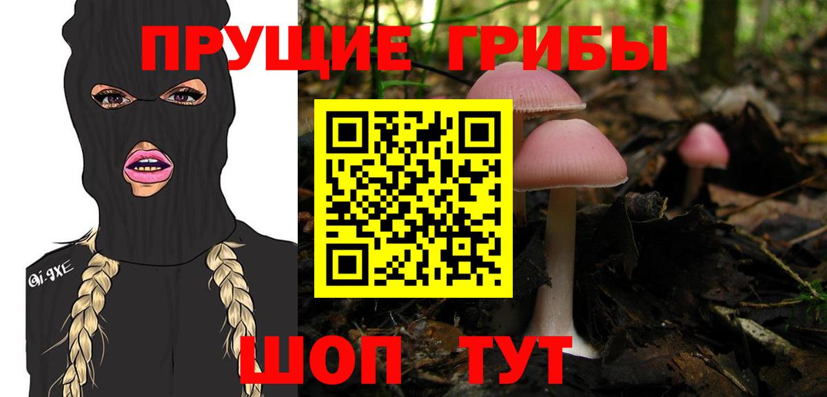Псилоцибиновые грибы Psilocybe Новочеркасск